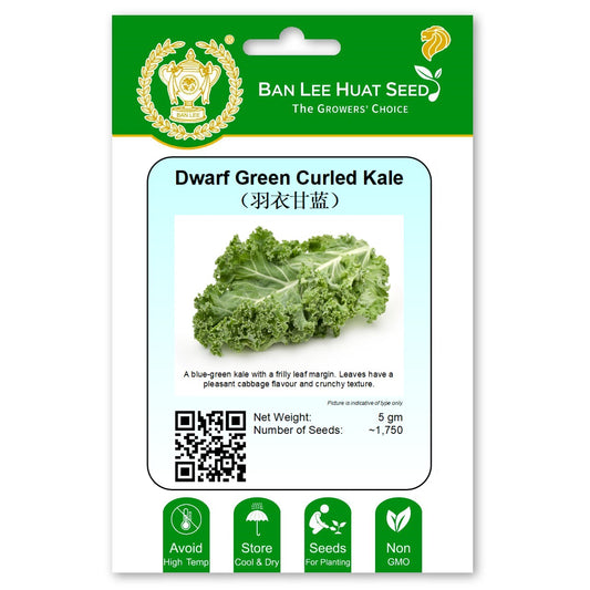 Dwarf Green Curled Kale