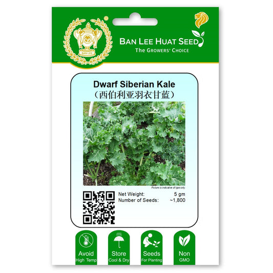 Dwarf Siberian Kale