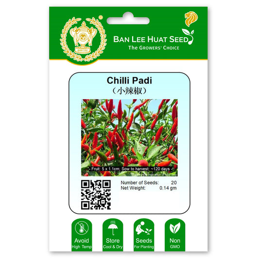 Chilli Padi