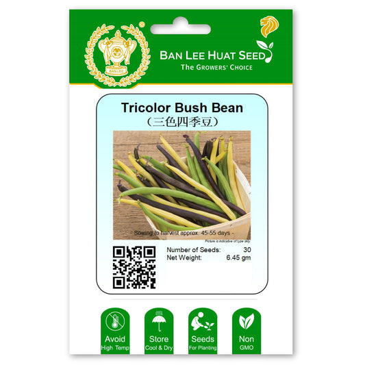 Tricolor Bush Bean